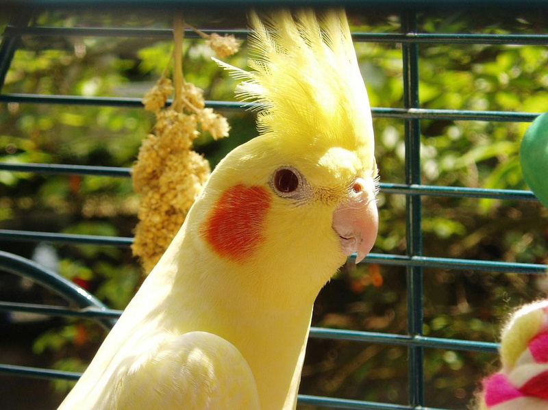 day, close-up, birdcage, Bird, vertebrate, beak, spring bonnet, Yellow, no people, animals in captivity, pets, two animals, domestic, animal themes, parrot