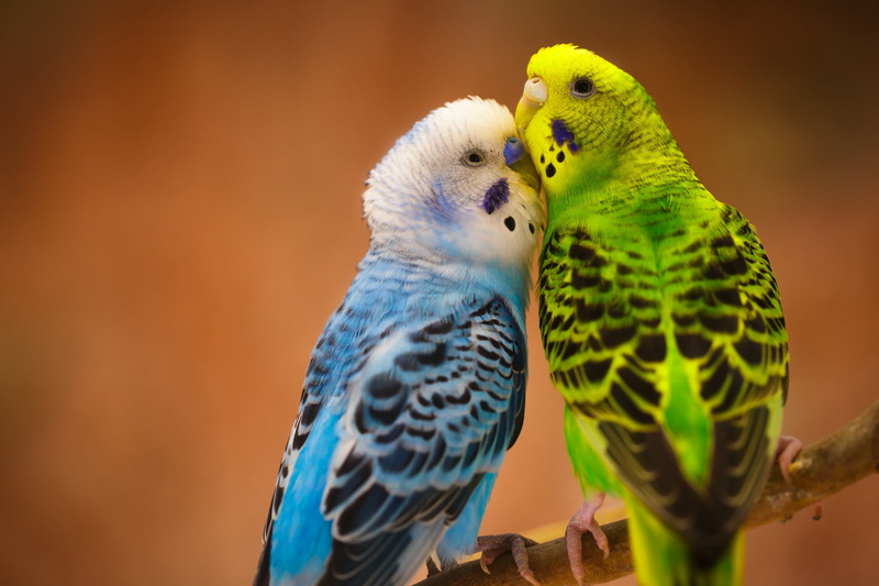 color Image, 1080P, green, tropical Climate, animal family, green Color, colors, togetherness, animal themes, nature, birds, group of animals, budgerigars