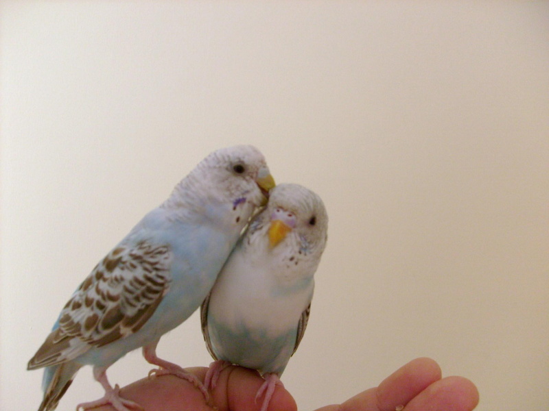 parrot, bird, animals, kerem, 1080P, amp, peli, cockatiel, budgie, r, finch, parakeet, p, t, b, k, c, lovebirds