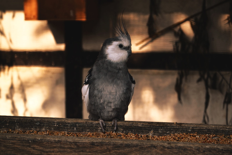 cockatiel, looking, animal wildlife, nature, grey, wood, pets, 4K, animal world, animal, animal themes, nymphicus hollandicus, australia, animals in the wild
