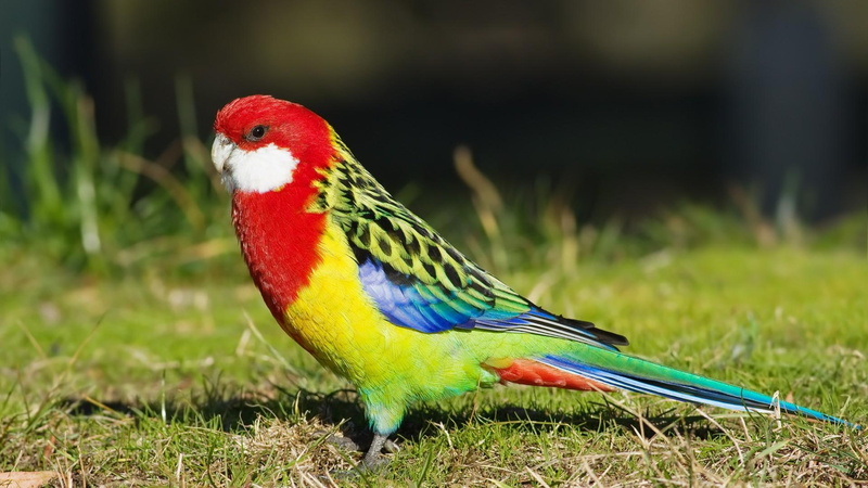 wild, colorful, bird, 1080P, blue, yellow, colors, bright, macaw, parakeet, feathers, animals, scarlet, green