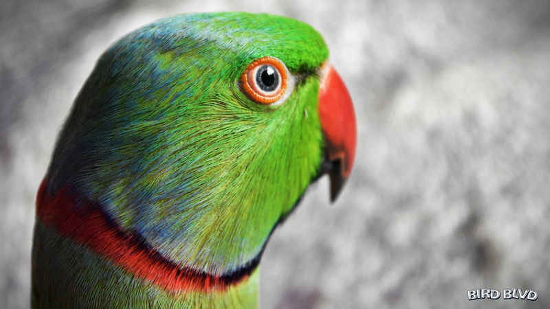 Indian Ringneck, Parakeet, Parrot, Bird, 1080P, Rose-Ringed Parakeet, Birds