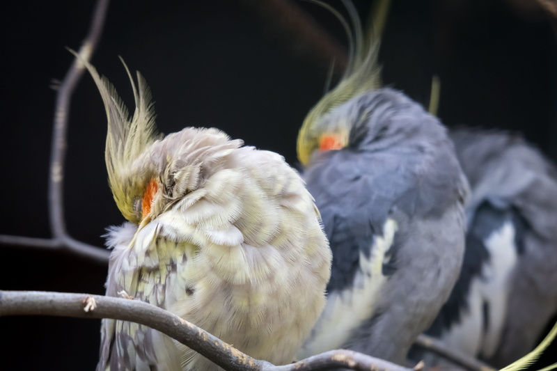 animal themes, nature, 5K, zoo, sleep, vertebrate, cockatiel, two animals, close-up, beak, animals in the wild, mouth open, perching, plant, no people