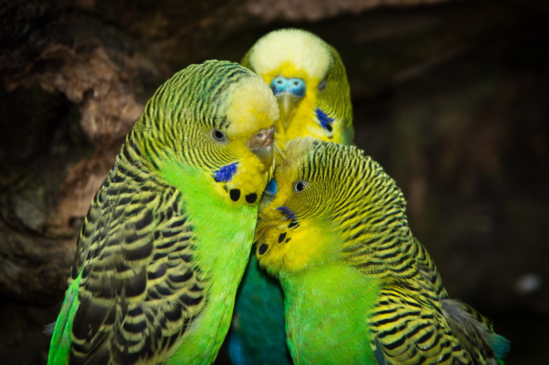 two animals, 2K, animal world, connection, cute, animal wildlife, yellow, green, parakeet, bird, green color, rainforest, parakeets, outdoors, group of animals