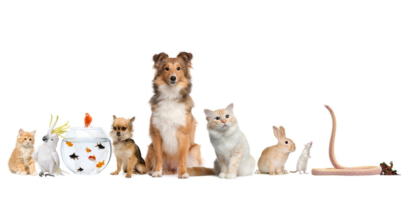 Cockatoo, Fish, Pets, 1080P, Dog, Animal, Mouse, Bird, Rabbit, Shetland Sheepdog, Cat, Snake