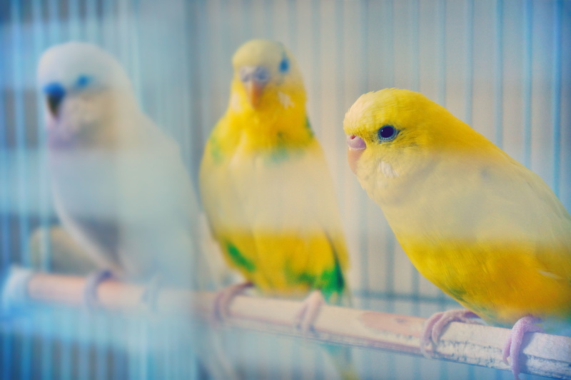 animal themes, perching, color, animal wildlife, pets, bird, close-up, creature, green, vertebrate, budgerigar, nature, plumage, budgie, group of animals
