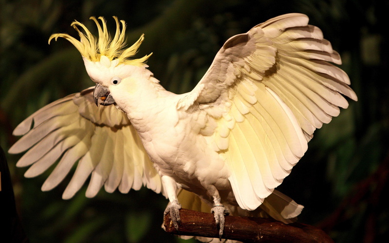 gray, white, bird, 2K, cockatoo, animals, 2880x1800