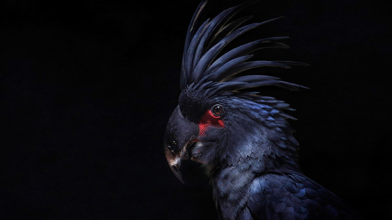 no people, black background, one animal, animal themes, bird, studio shot, indoors, 1080P, animal, animal eye, beauty in nature, dark, animal head, vertebrate