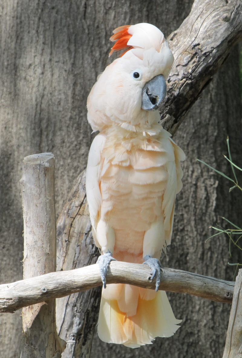 animal themes, bird, tree, trunk, vertebrate, plumage, day, outdoors, bill, parrot, branch, animal, white, cockatoo, wildlife, animals in the wild, nature