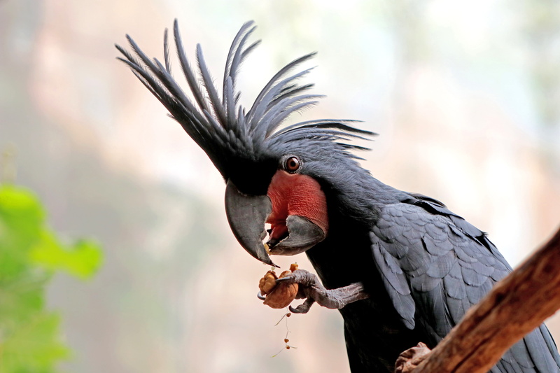 black color, Parrot, cockatoo, vertebrate, animal body part, animal themes, Bird, animal, color, Zoo, close-up, Plumage, day, perching, black, wooden, nature