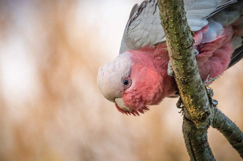 Bird, Parrot, Cockatoo, Galah, Wildlife, 1080P, Birds