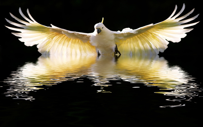 flying, animal body part, flapping, one animal, animal wing, sulphur, bird, animal themes, water, motion, outdoors, cockatoo, no people, animals in the wild