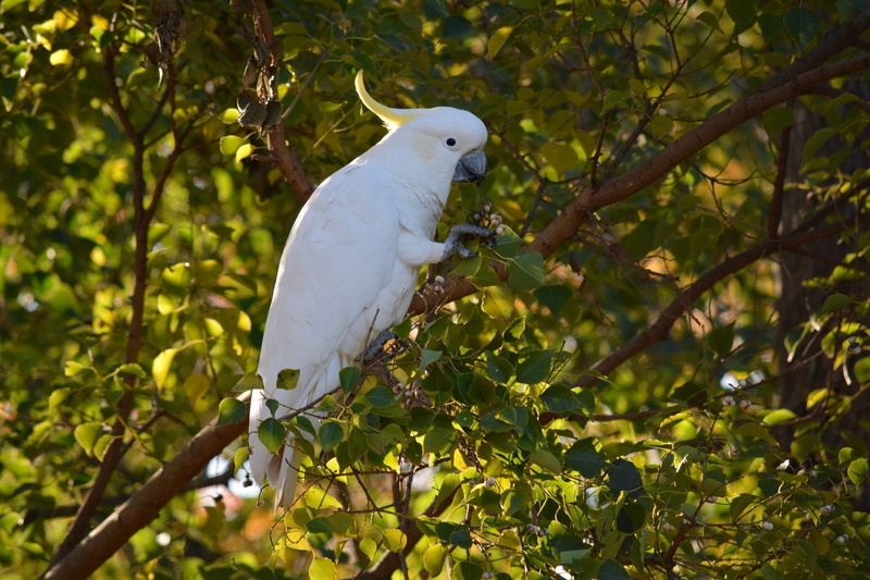 Bird, Branch, Green, Leaf, Cockatoo, Tree, 1080P, Sulphur-crested Cockatoo, Birds