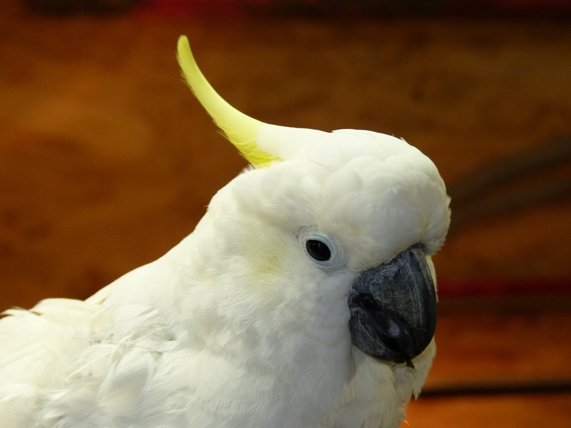 close-up, day, indoors, vertebrate, white color, parrot, bird, animal head, cacatua galerita, no people, focus on foreground, cockatoo, one animal, animal
