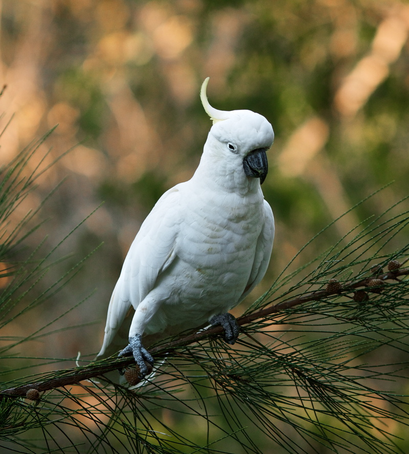 nature, parrot, vertebrate, tree, animal, animals in the wild, animal wildlife, outdoors, day, no people, branch, white, perching, 1080P, focus on foreground
