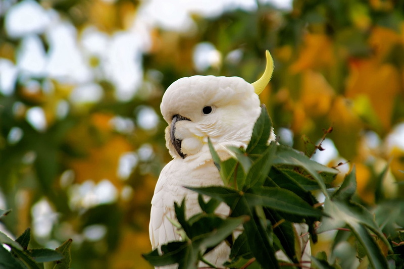 1080P, Depth Of Field, Birds, Cockatoo, Wildlife, Bird, Sulphur-crested cockatoo
