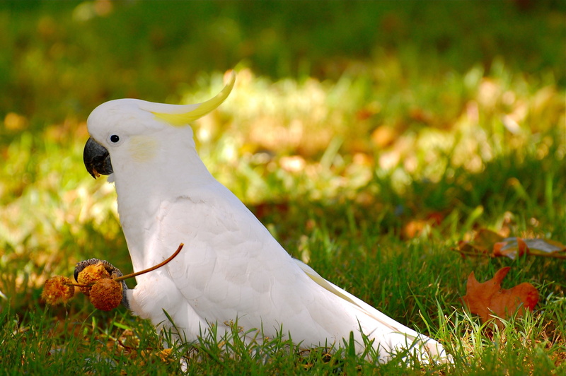 parrot, 2K, bird, tropical, cockatoo
