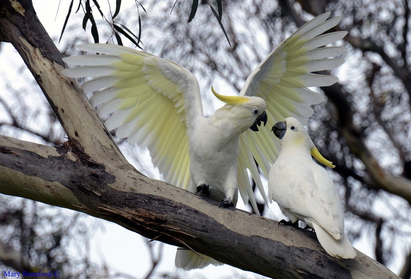 focus on foreground, animal family, group of animals, animal, day, Sulphur-crested cockatoo, animal wildlife, outdoors, branch, Birds, cockatoo, bird, 1080P