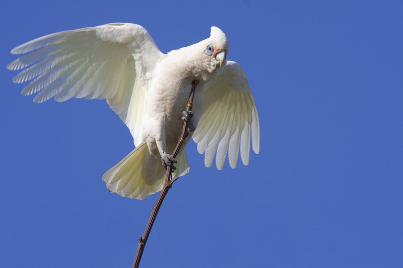 bird, outdoors, animal, animal body part, nature, white color, parrot, animals in the wild, one animal, spread wings, 1080P, copy space, flapping, animal themes