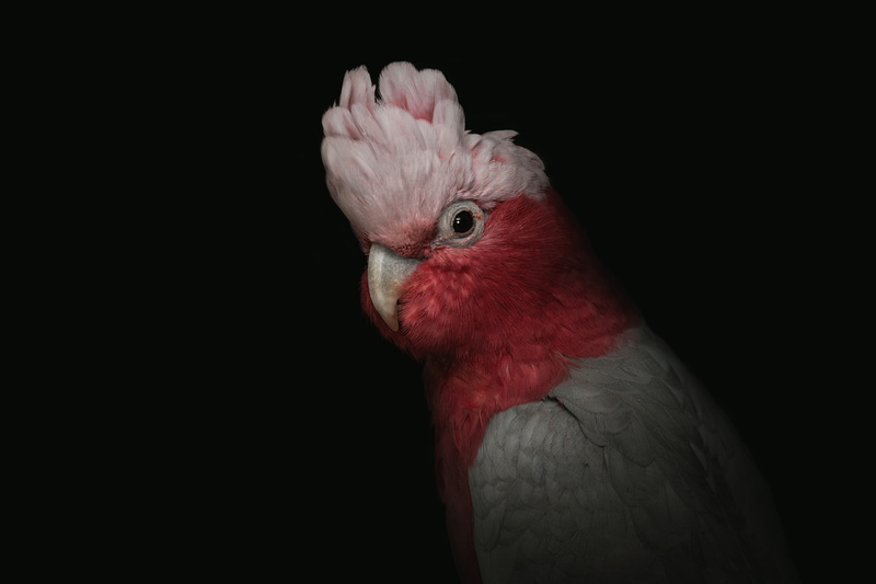portrait, cockatoo, bird, pink, 2K, parrot, funny