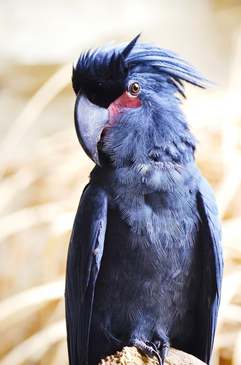 one animal, close-up, focus, no people, black color, bird head, palm cockatoo, sunlight, new guinea, day, black, looking away, plumage, parrot, probosciger aterrimus