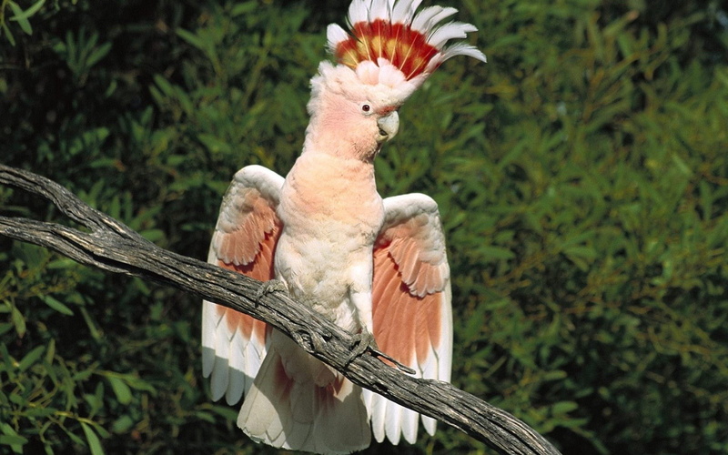 major mitchells cockatoo, 1080P