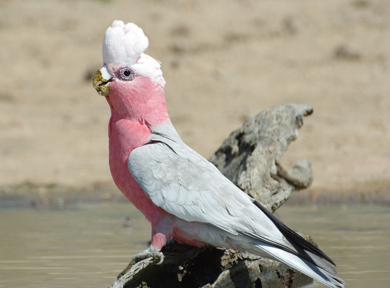 animals In The Wild, day, no people, galah, one animal, close-up, animal themes, lake, wildlife, animal, vertebrate, nature, animal wildlife, cockatoo