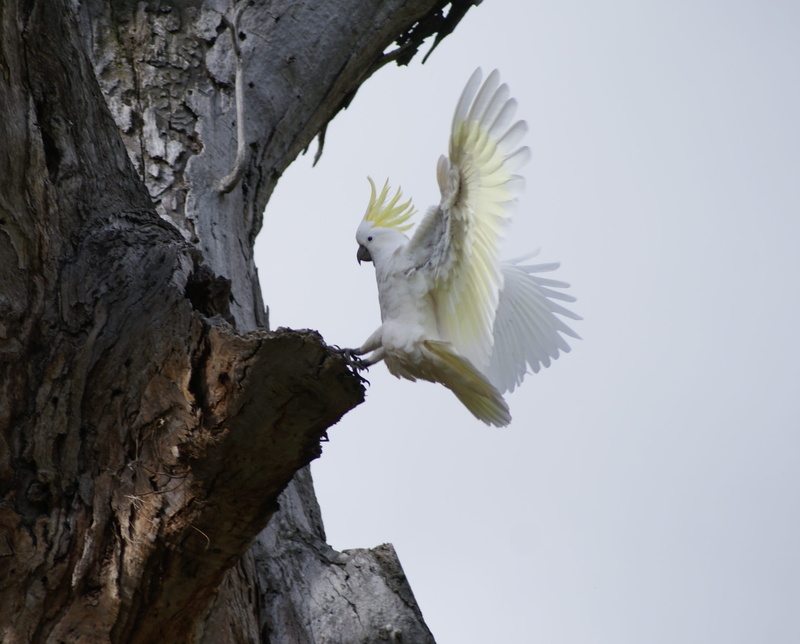 low angle view, day, nature, white color, animal wildlife, eagle, Gumtree, trunk, 2K, Landing, tree trunk, vertebrate, no people, tree, outdoors, plant