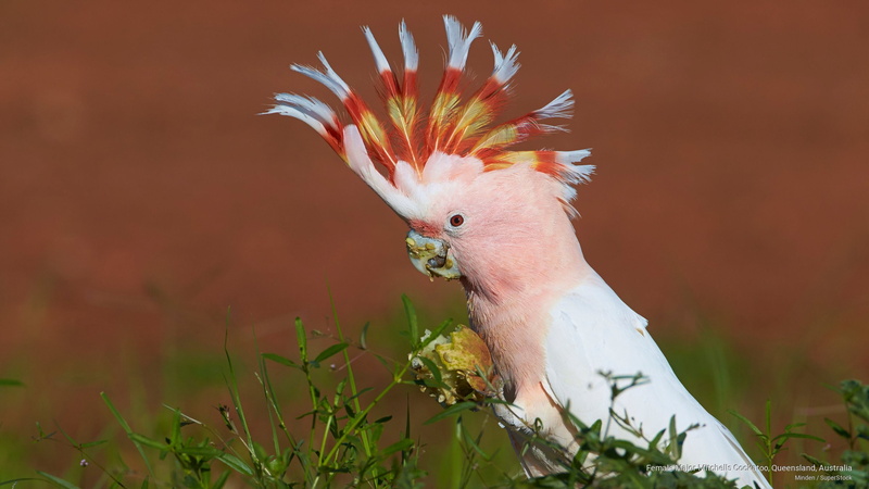 major, mitchells, australia, 2K, queensland, Birds, cockatoo, female