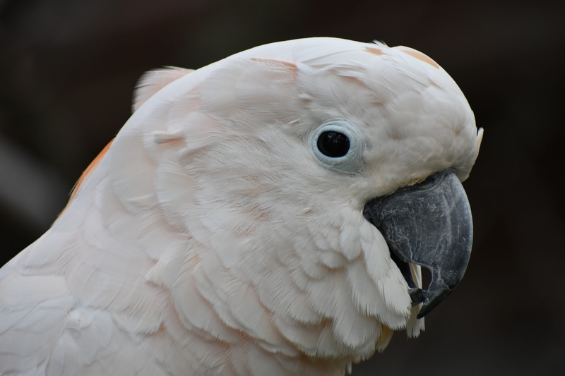 animal themes, one animal, cockatoos, animal head, bird, profile view, no people, 5K, animals in the wild, parrot, animal, animal eye, portrait, white color