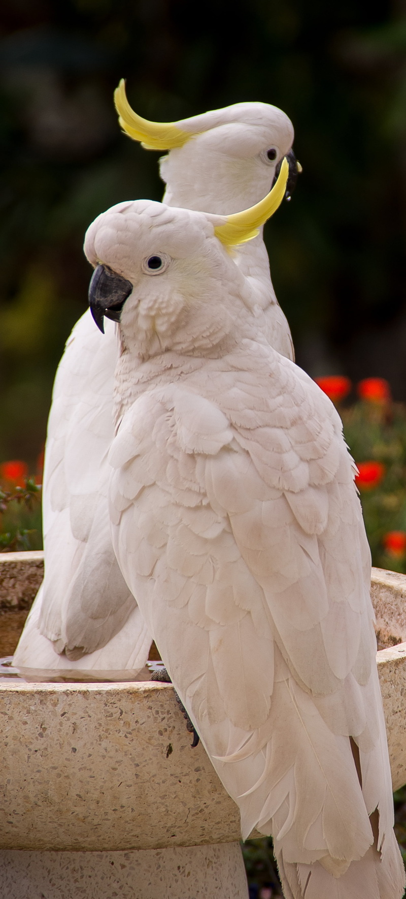 perched, cockatoos, feather, perching, yellow, 4K, sitting, animals in the wild, two, white color, outdoors, bath, queensland, pair, daytime, native, eagle