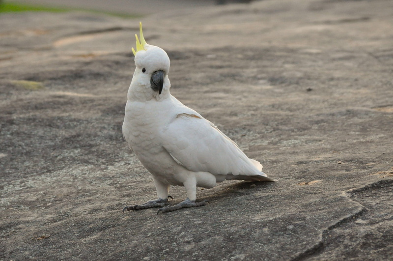 cockatoo, white, animal themes, wildlife, day, vertebrate, land, short, outdoors, no people, animals in the wild, perching, parrot, beak, animal, white bird