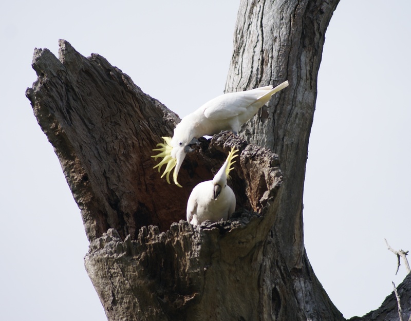 bird, native australian, animal wildlife, animal family, outdoors, vertebrate, animal, animals in the wild, perching, wood - material, tree, 2K, clear sky