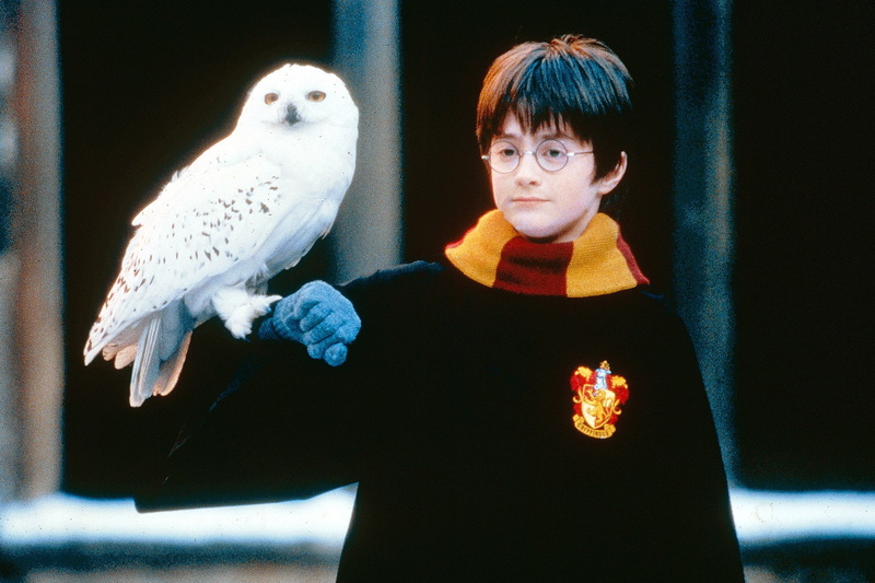 parakeet, pets, harry potter hd widescreen  for desktop, cockatoo, outdoors, innocence, perching, parrot, one person, domestic, one animal, hairstyle, bird