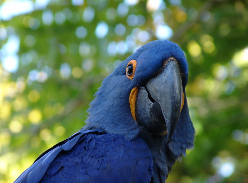 2K, macaws, animals, parrot, birds