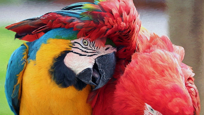 vertebrate, close-up, animal themes, gold and blue macaw, no people, red, animal head, multi colored, 2K, birds, feather, animal, day, animal wildlife