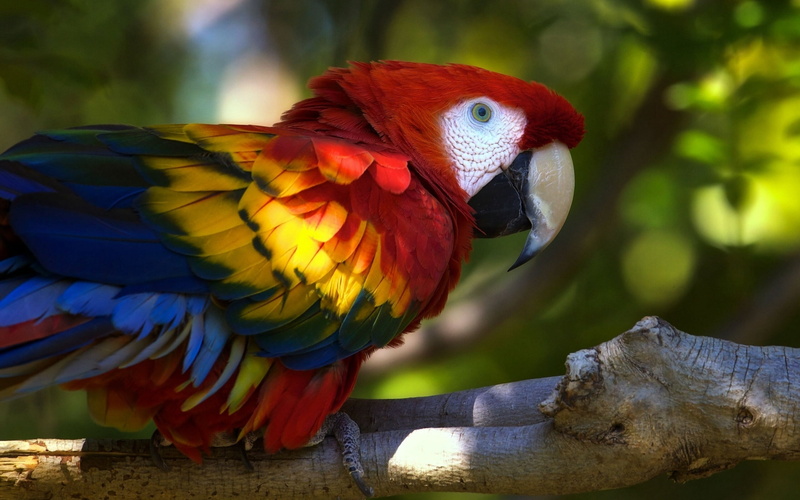 animal wildlife, outdoors, macaw, vertebrate, scarlet macaw, nature, zoo, perching, parrot, branch, feather, cute, animals In The Wild, beak, no people