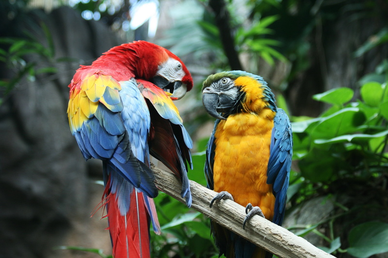 4K, tropical, bird, parrot, macaw