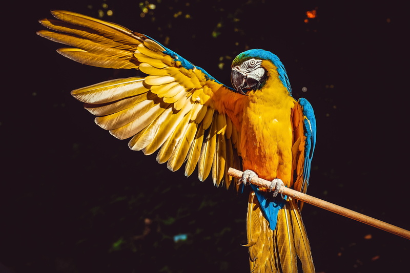 colorful, ara, parrot, macaw, animal, bird, yellow, 4K