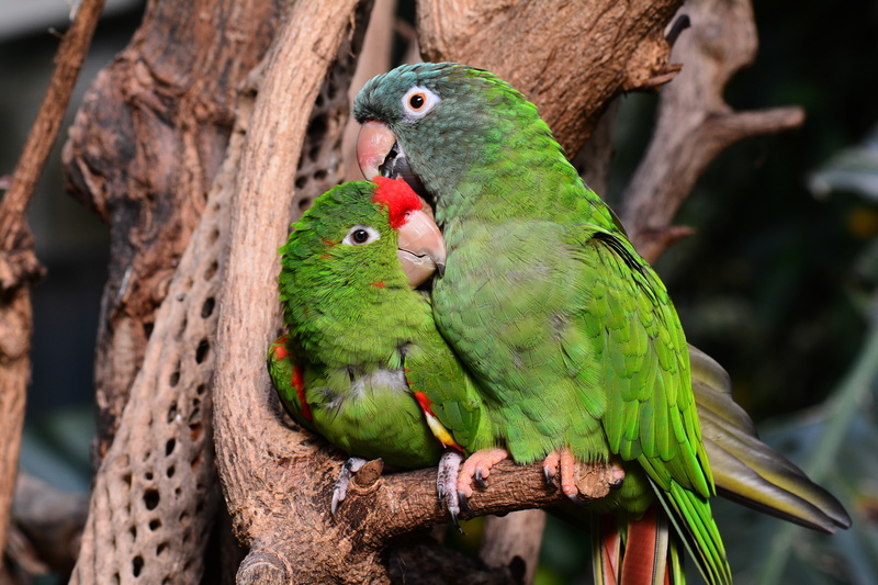birds, parrot, 5K