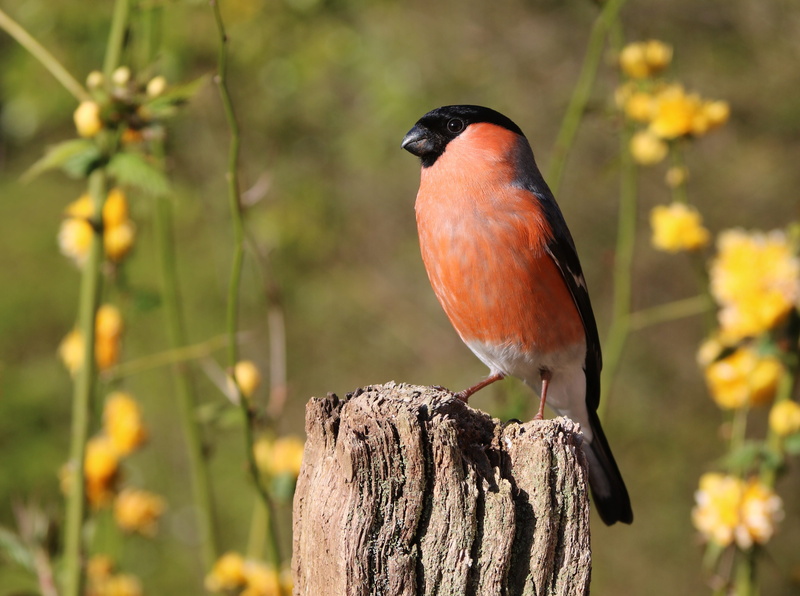 wooden post, avian, closeup, bird, plumage, beak, perching, birdwatching, outdoors, looking away, vertebrate, finch, cute, looking, post, flowers, bullfinch