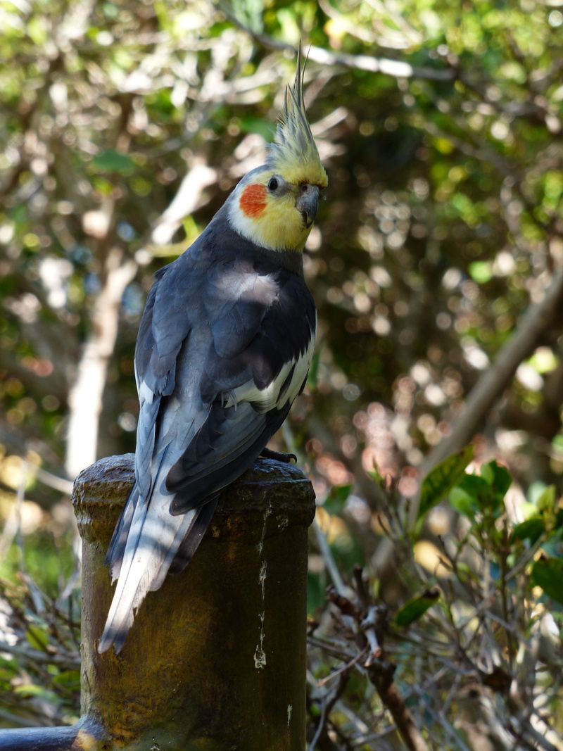 sunlight, day, perching, bird figure, 4K, color Image, animals In The Wild, yellow face mask, Cockatiel, outdoors, plant, orange stain, one Animal, nymphicus hollandicus
