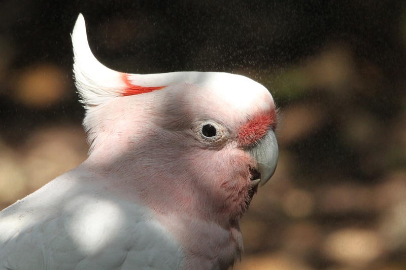 nature, bird, pink color, beak, profile view, looking away, 5K, white color, crest, macaw, cacatua leadbeateri, close-up, schopf, parrot, pets, cockatoo