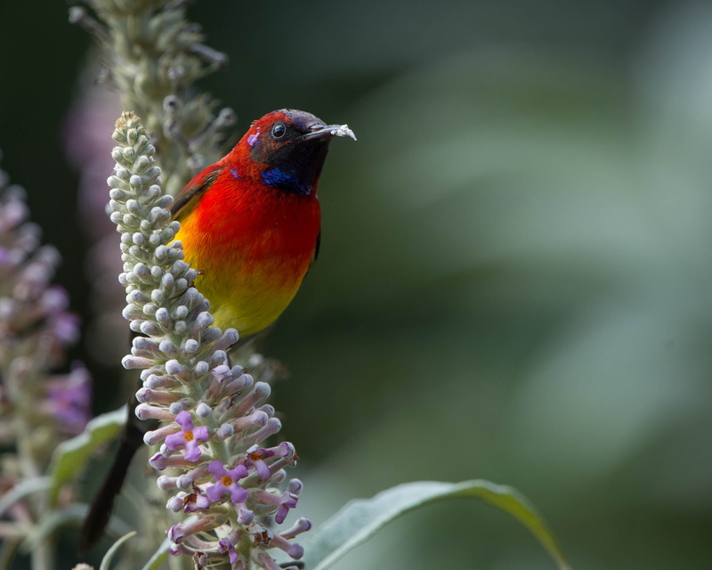 sunbird, tilt, outdoors, bird, photography, wildlife, branch, 2K, orange, nature, lens, shift, animal