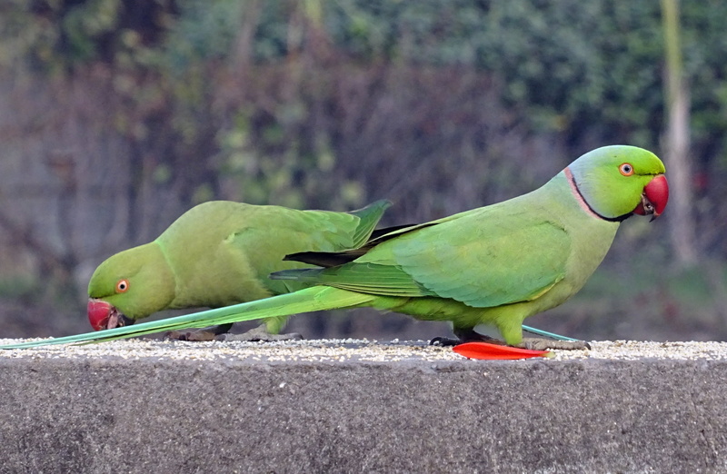 tropical, fauna, india, profile view, animal wildlife, ring-necked parakeet, bird, full length, parrot, group of animals, green, focus on foreground, nature