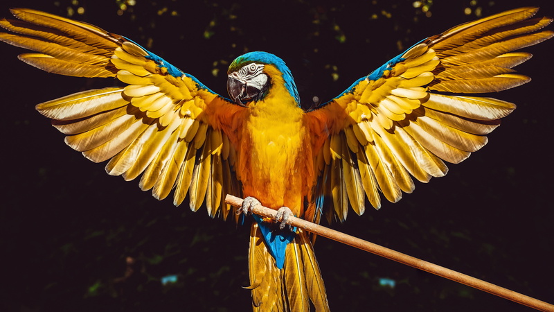 Blue-and-yellow Macaw, Parrot, 5K, Birds, Bird