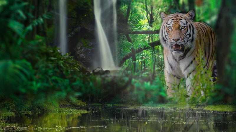 white tiger, animals in the wild, animal head, animal, forest, animal themes, waterfall, tiger, reflection, one animal, wild animal, water, cat, plant