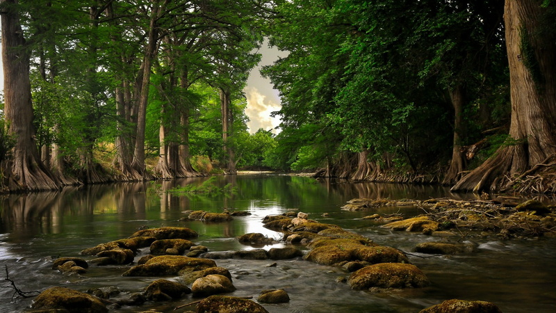 1080P, bank, scenics - nature, calm, trees, outdoors, flowing water, beauty in nature, vegetation, river, roots, non-urban scene, solid, tree, water, land