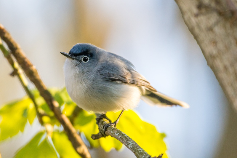 wildlife, animal, shallow focus, white, Polioptila caerulea, Aves, blue bird, 2K, focus, daytime, Wetlands, Blue-gray Gnatcatcher, blue, shallow, branch