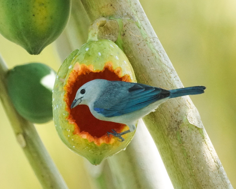 photography, lodge, beak, shallow focus, focus, short, Blue-gray tanager, nature, 2K, Papaya, Thraupis episcopus, belize, wildlife, bird, animal, shallow